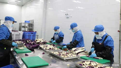 貴陽(yáng)農(nóng)產(chǎn)品物流園鮮凍蔬菜加工項(xiàng)目投產(chǎn) 提升產(chǎn)業(yè)鏈效率，助力鄉(xiāng)村振興